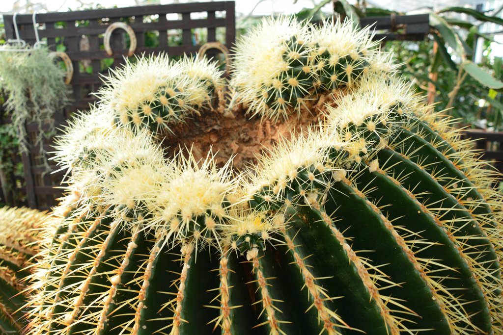 触ると痛そうな植物第一位？