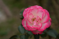 薔薇5（福岡市動植物園）