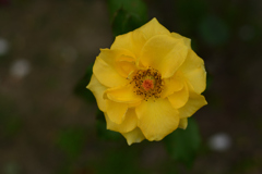 薔薇6（福岡市動植物園）