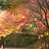 紅葉狩り