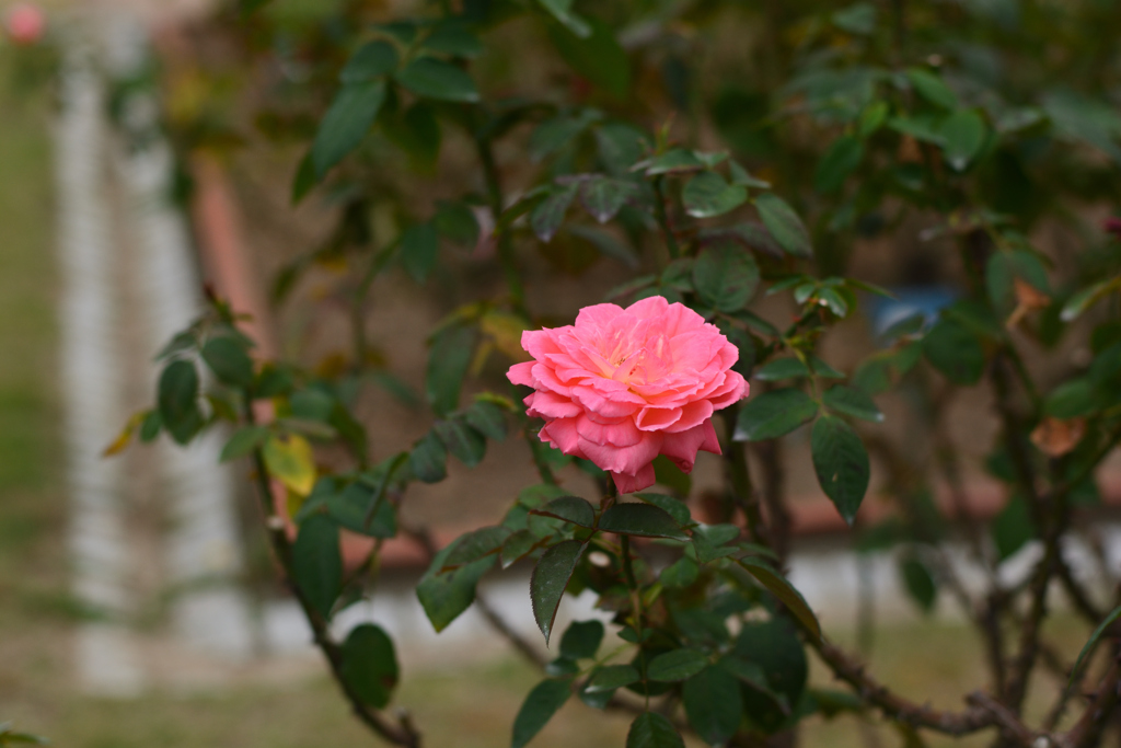 薔薇13（福岡市動植物園）