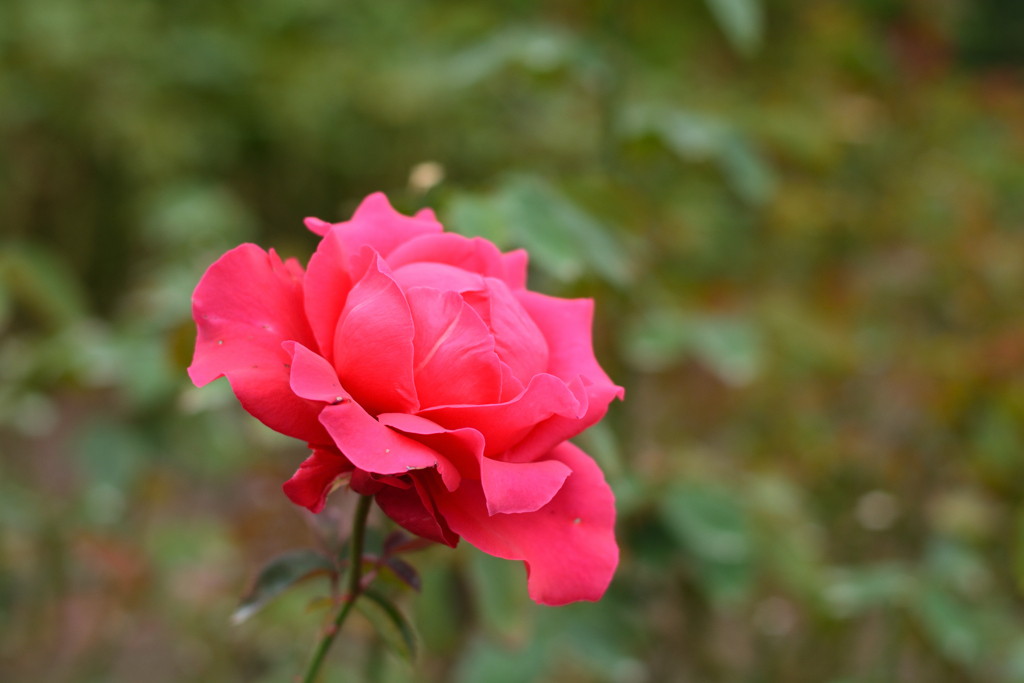 薔薇29（福岡市動植物園）