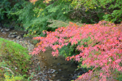 小川と紅葉