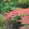 小川と紅葉