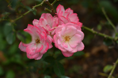 桜霞（福岡市動植物園）