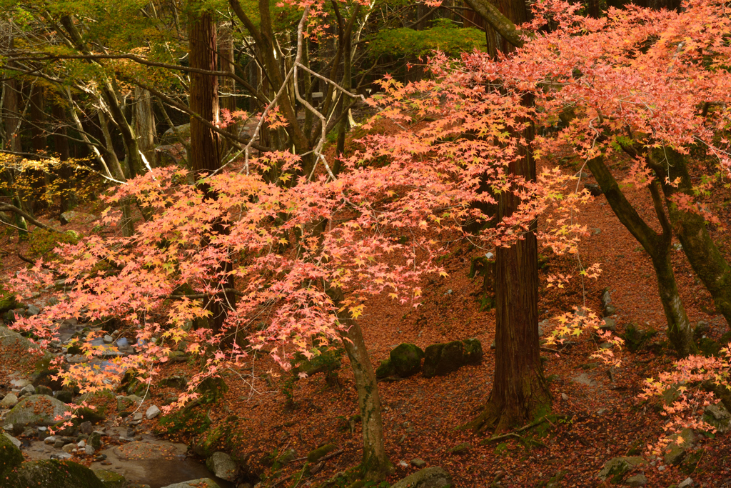 油山で紅葉狩り③