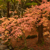 油山で紅葉狩り③