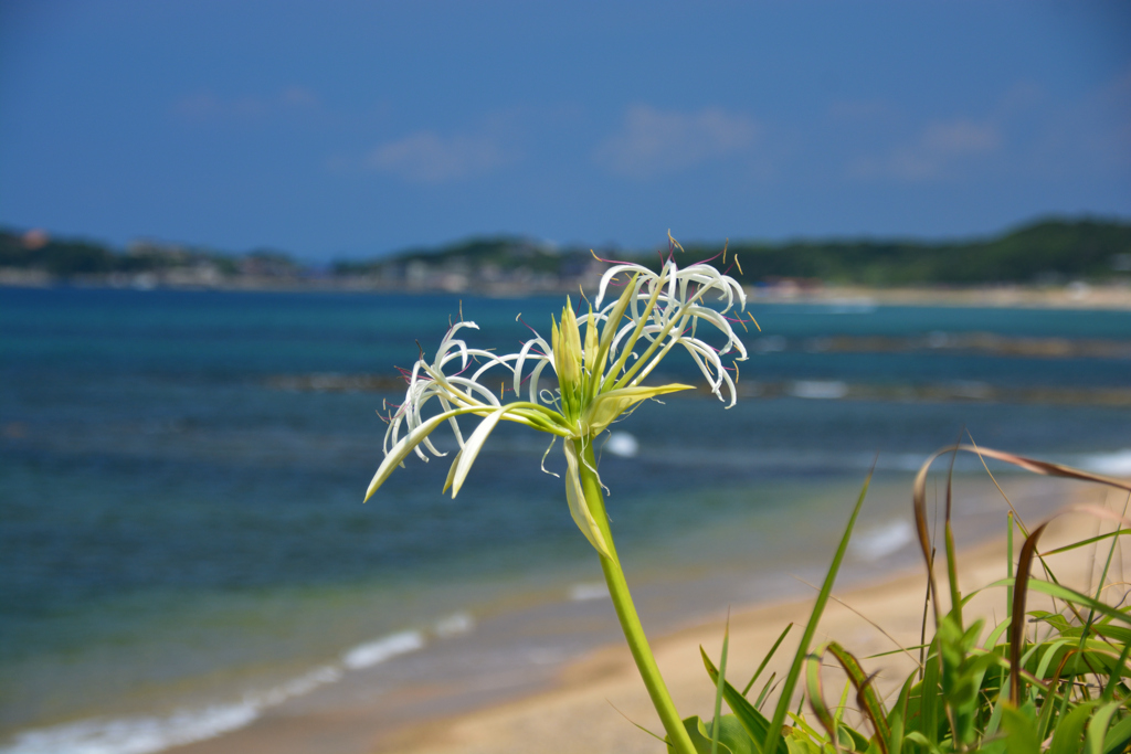 夏井ヶ浜のはまゆう