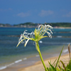 夏井ヶ浜のはまゆう