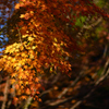 光る紅葉①