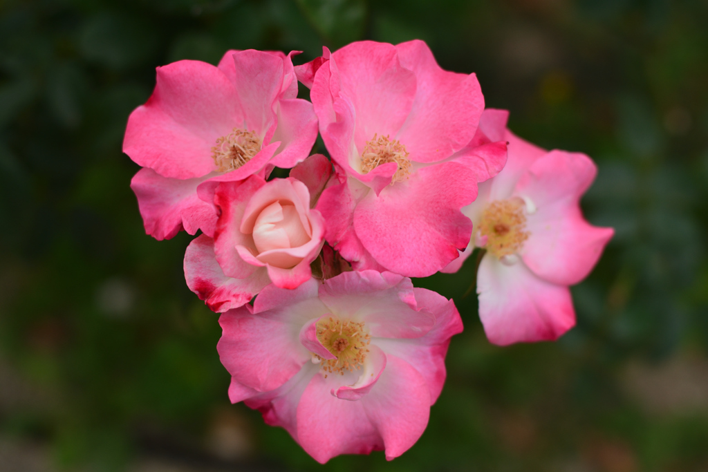 花霞（福岡市動植物園）