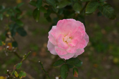 サマーファッション（福岡市動植物園）