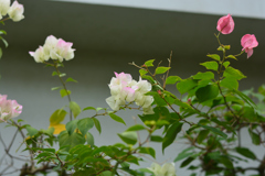 ブーゲンビリア（福岡市動植物園）