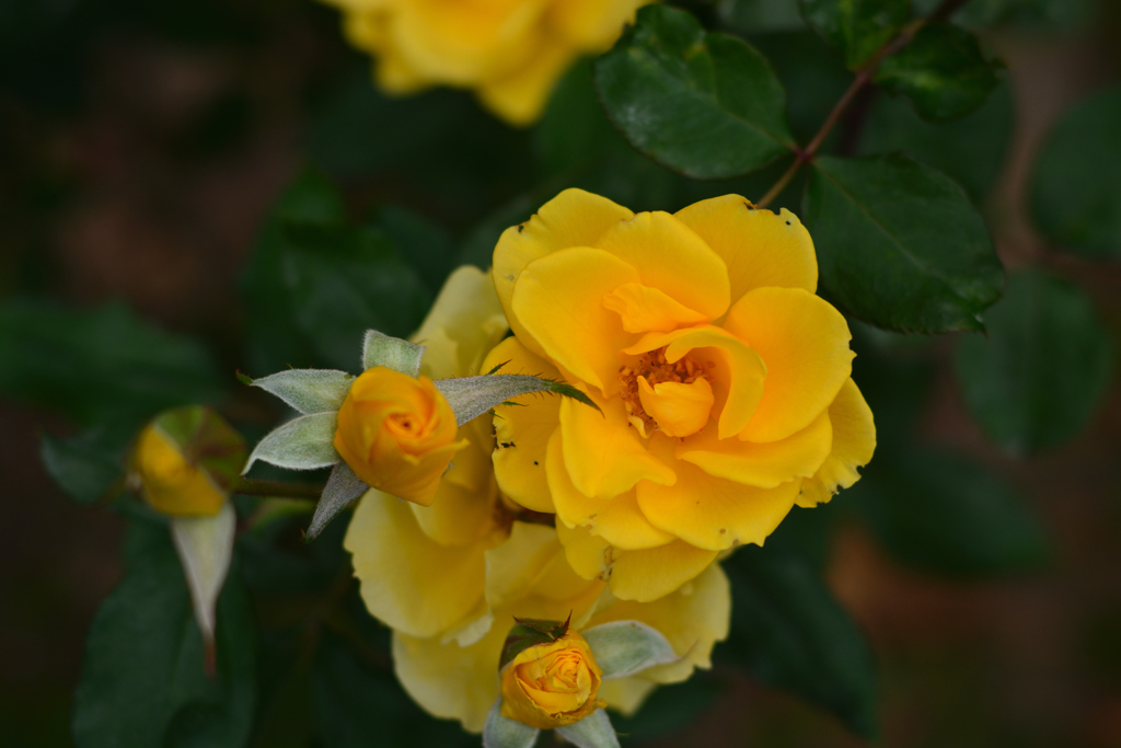 薔薇9（福岡市動植物園）