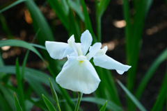 花菖蒲②