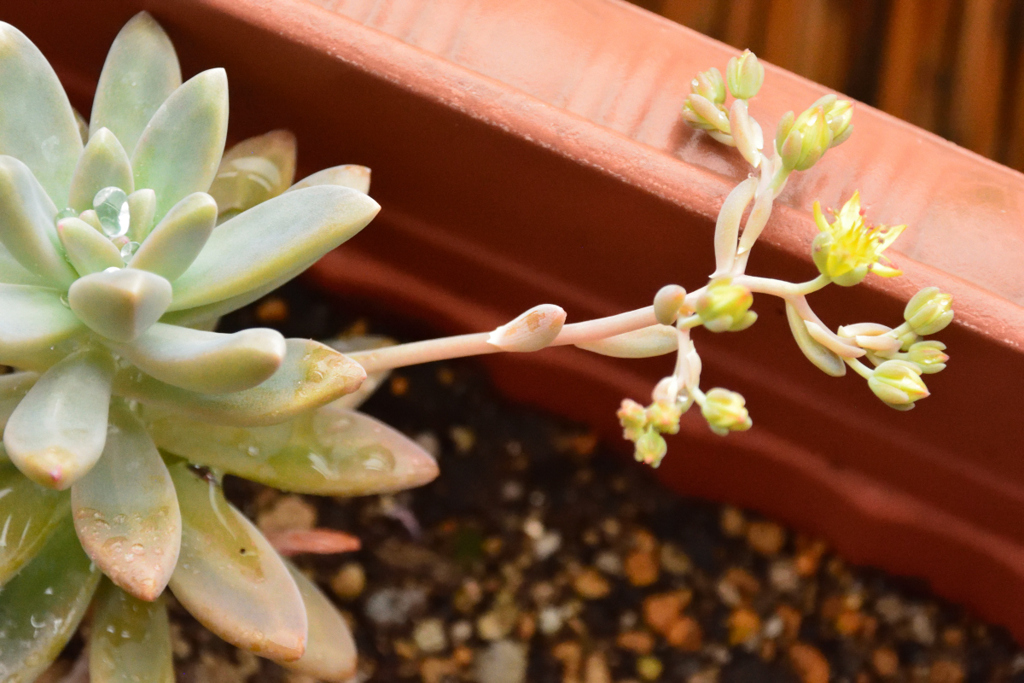 エケベリア 小さな花