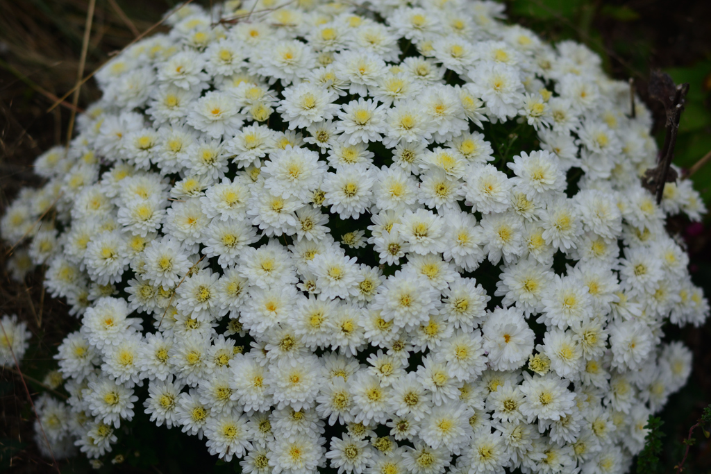 白い菊の花（福岡市動植物園）