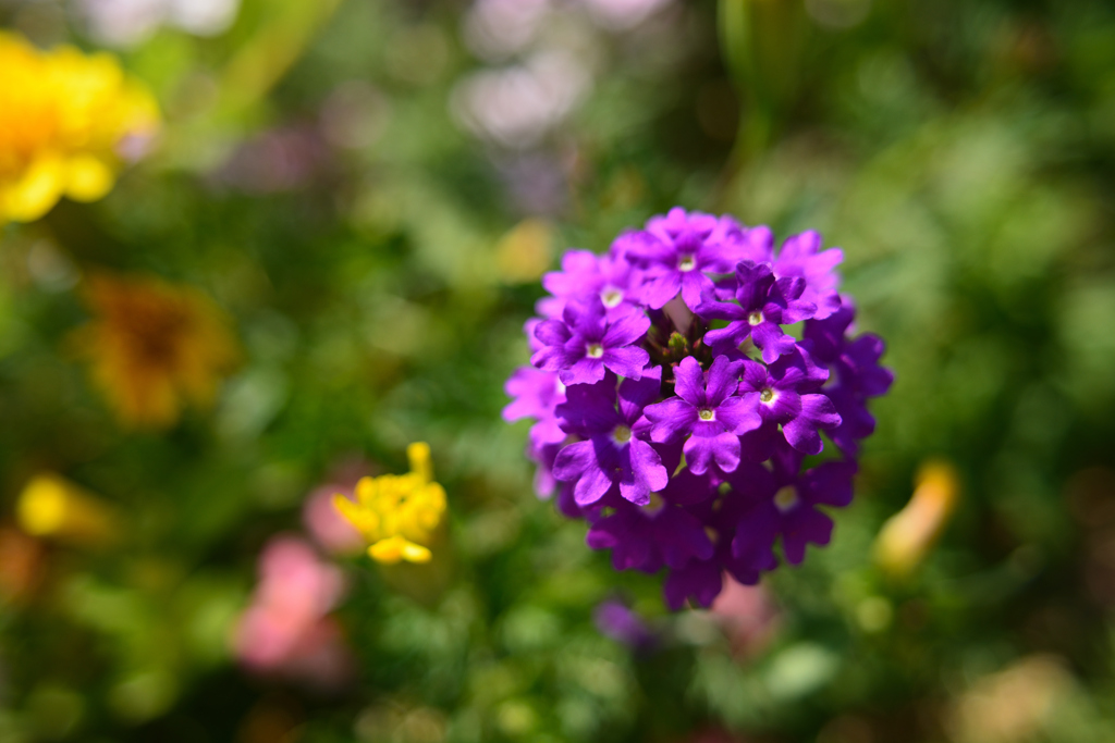 Glandularia bipinnatifida(紫)
