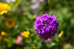 Glandularia bipinnatifida(紫)
