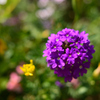 Glandularia bipinnatifida(紫)
