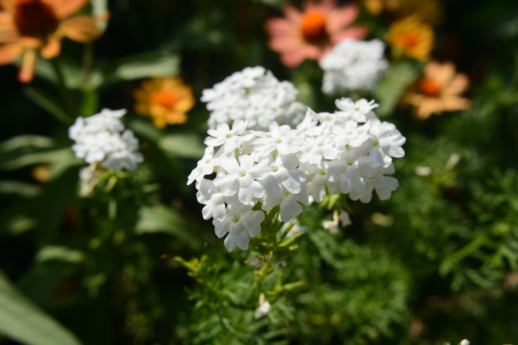 Glandularia bipinnatifida(白)