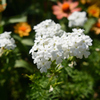 Glandularia bipinnatifida(白)