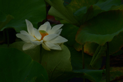 沈着