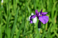 花菖蒲①