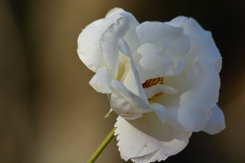 薔薇（白）