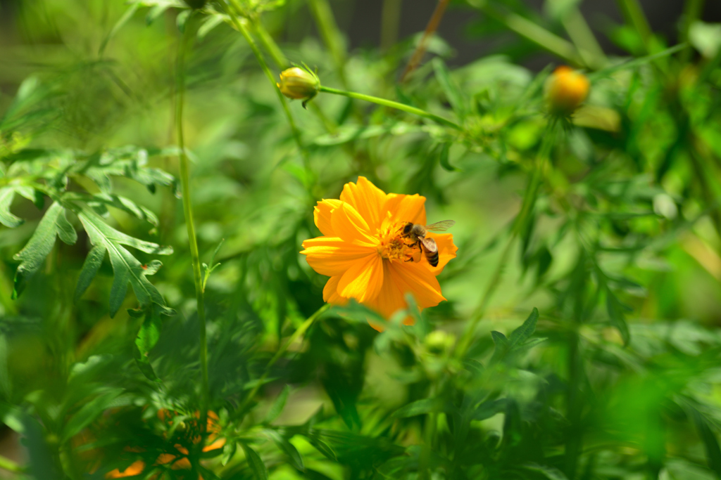Cosmos and Bees