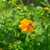 Cosmos and Bees