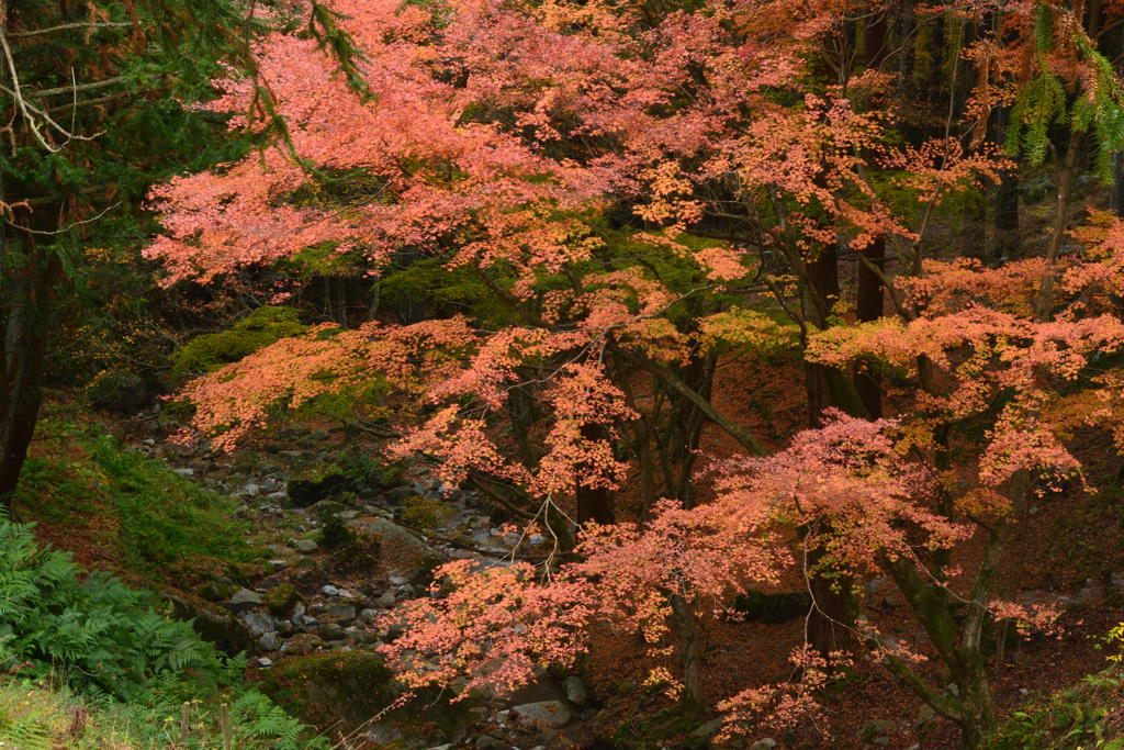 油山で紅葉狩り②