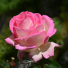 薔薇
