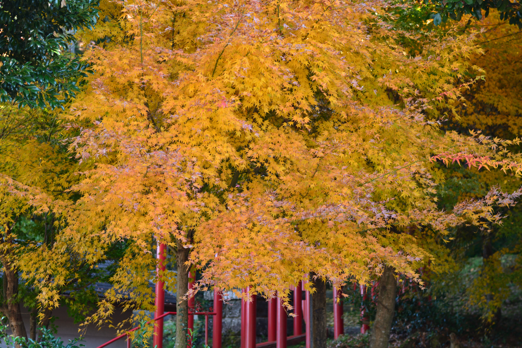 鳥居を隠す紅葉