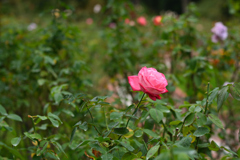 薔薇25（福岡市動植物園）