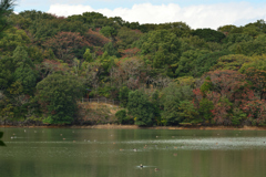 秋の公園池（九大の森）