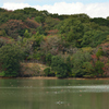 秋の公園池（九大の森）