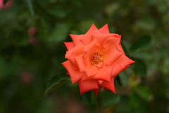 オレンジの薔薇（福岡市動植物園）