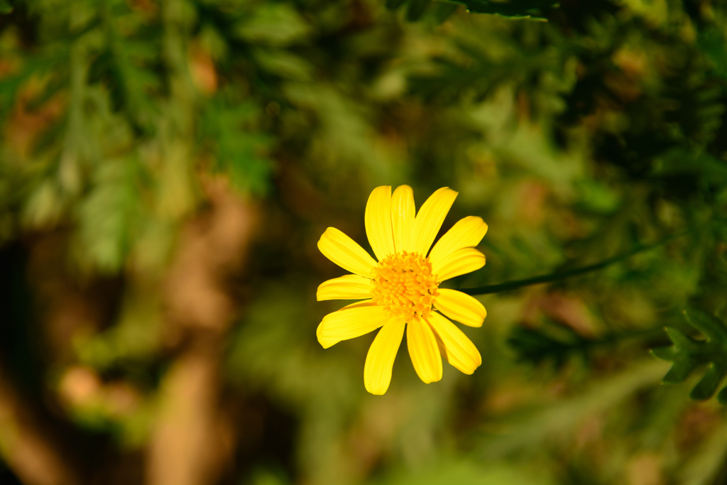 Senecio pinnatifolius