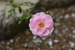 桜霞②（福岡市動植物園）