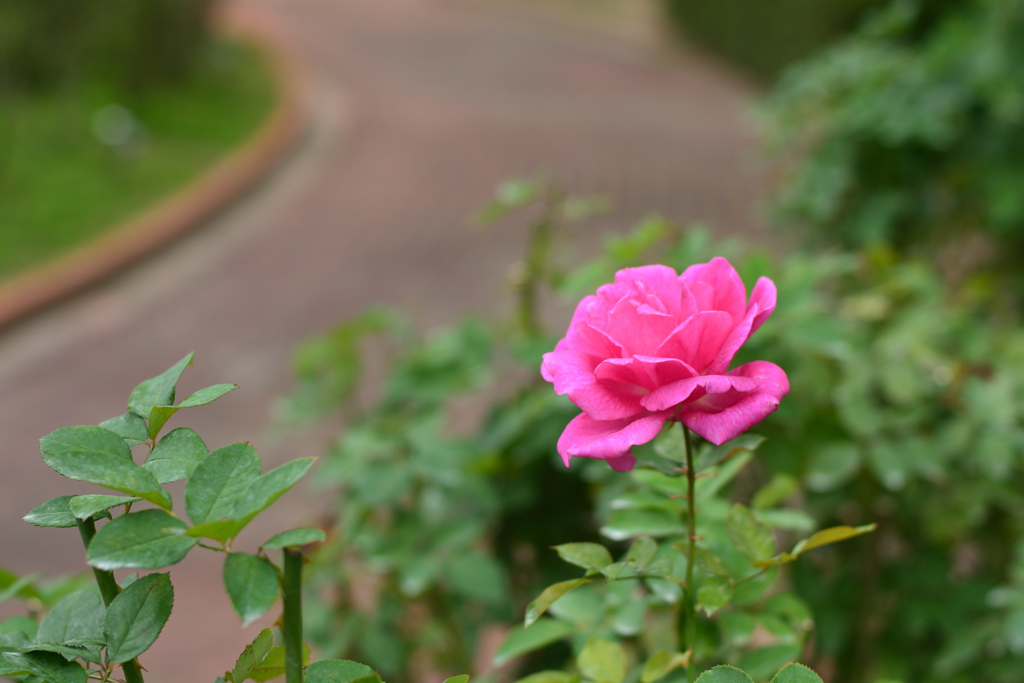 薔薇24（福岡市動植物園）