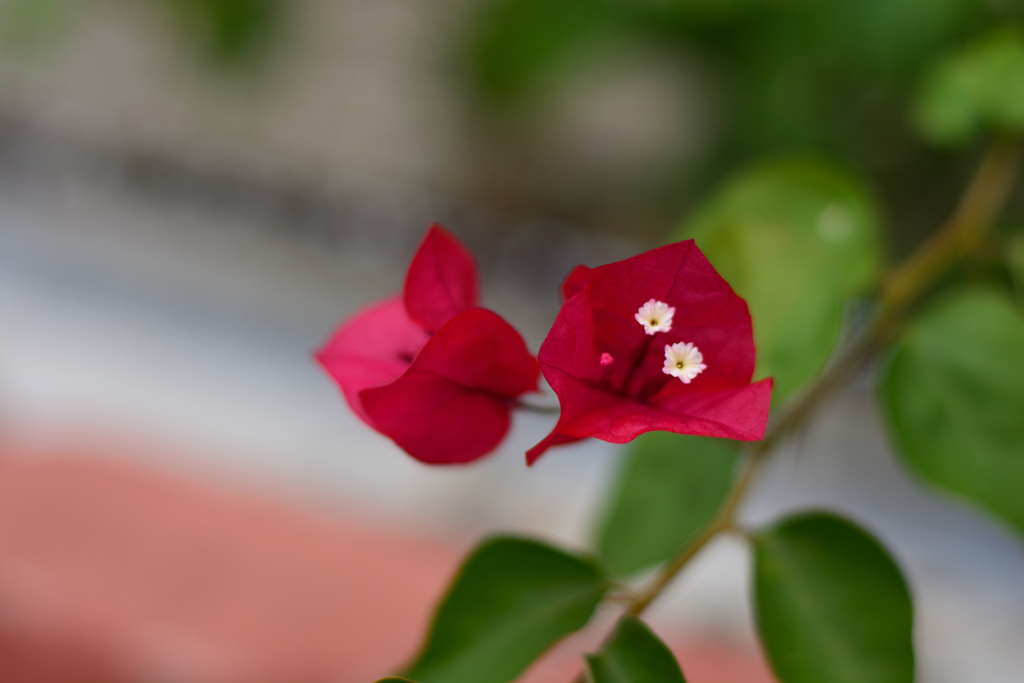 苞の中の花