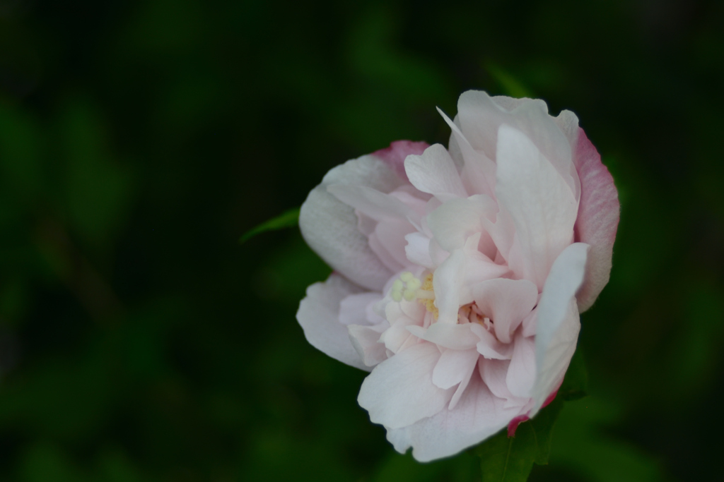 花び乱