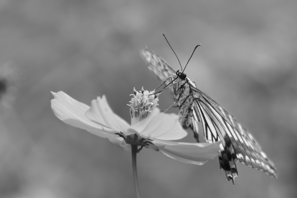 Black and white swallowtail