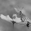 Black and white swallowtail