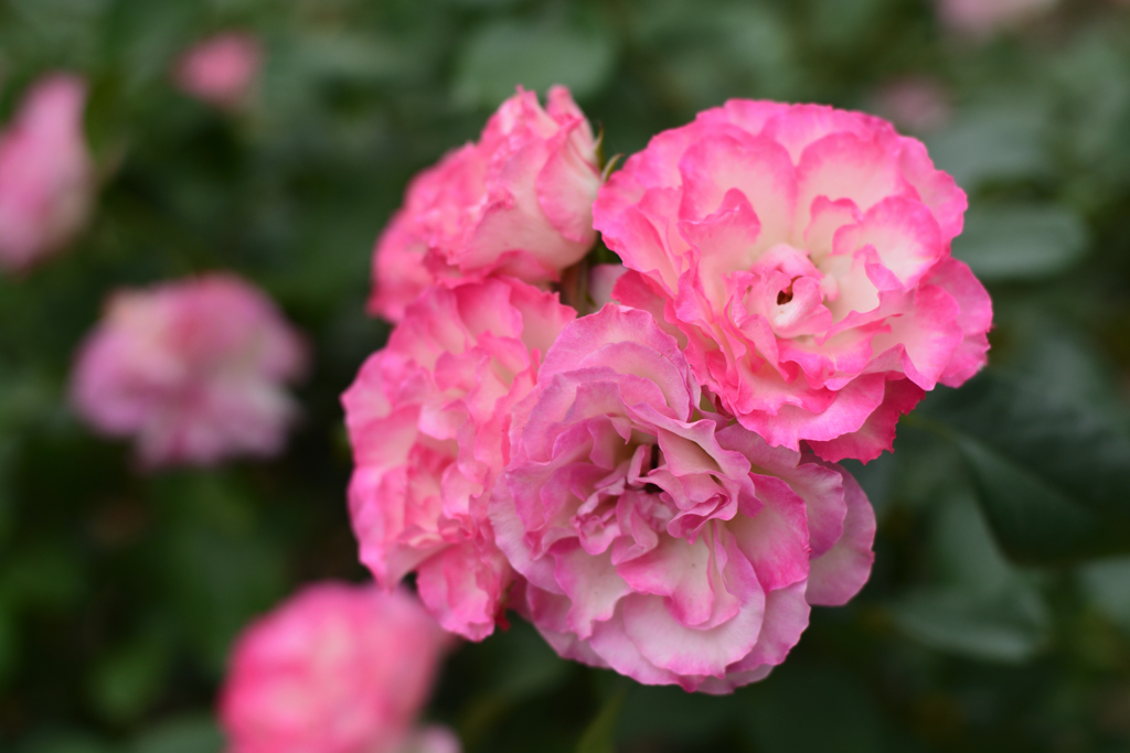 薔薇2（福岡市動植物園）