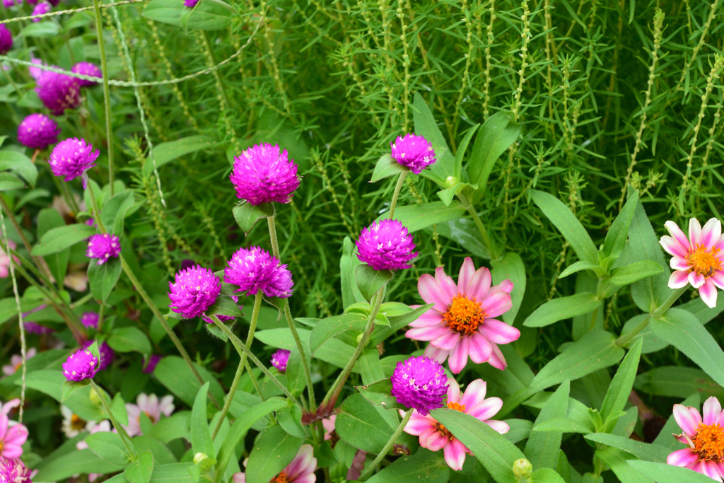 花壇に咲く花①
