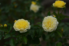 薔薇7（福岡市動植物園）