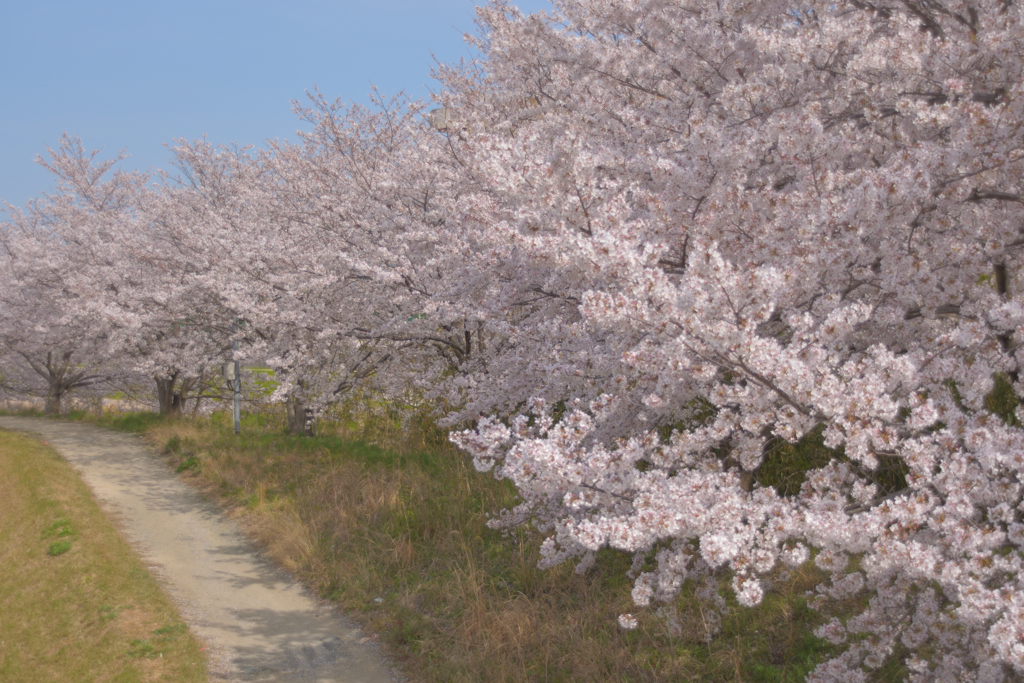 桜小道