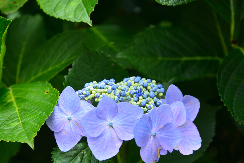 白糸の滝 紫陽花④